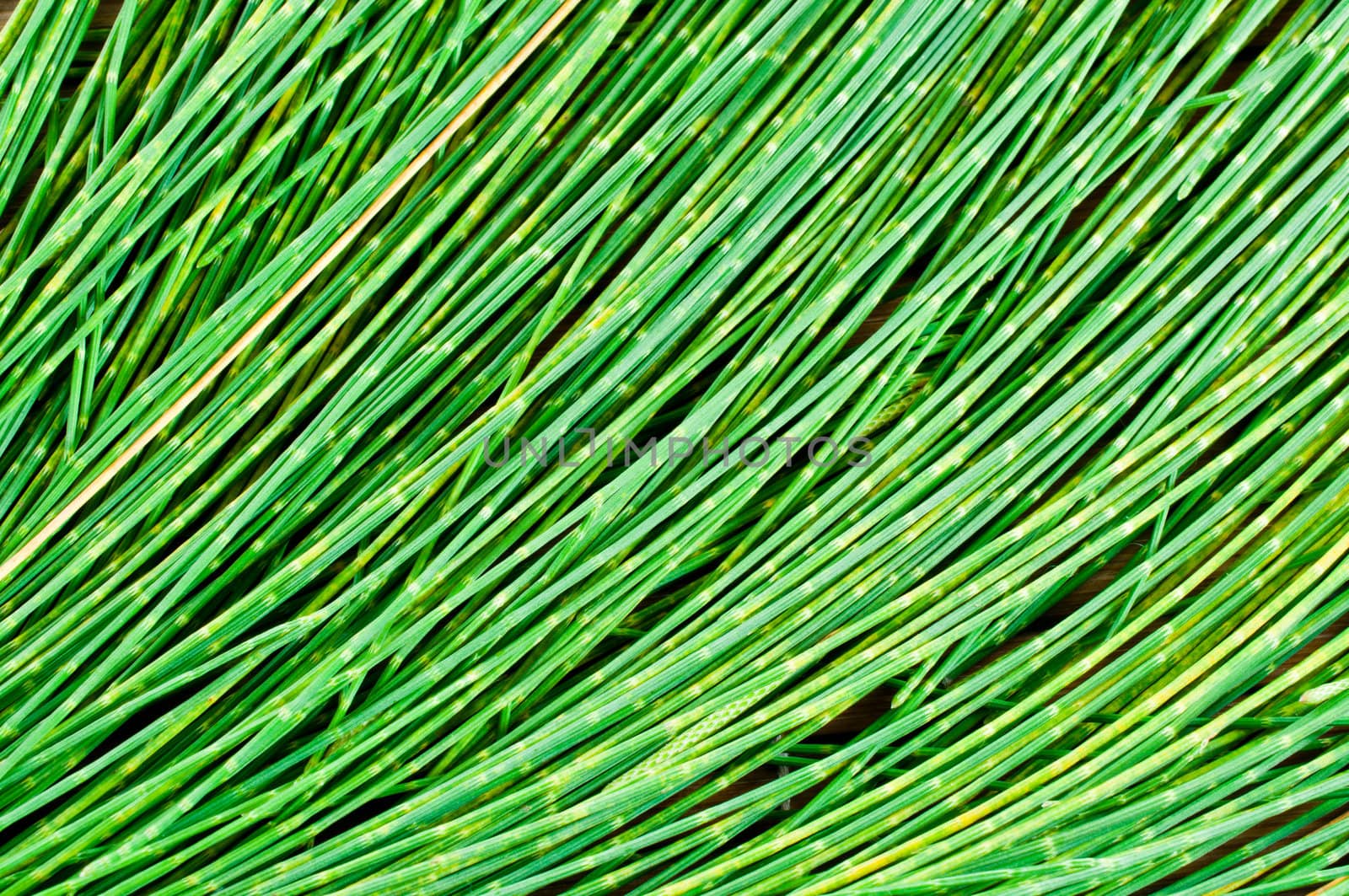 Leaf pine for background