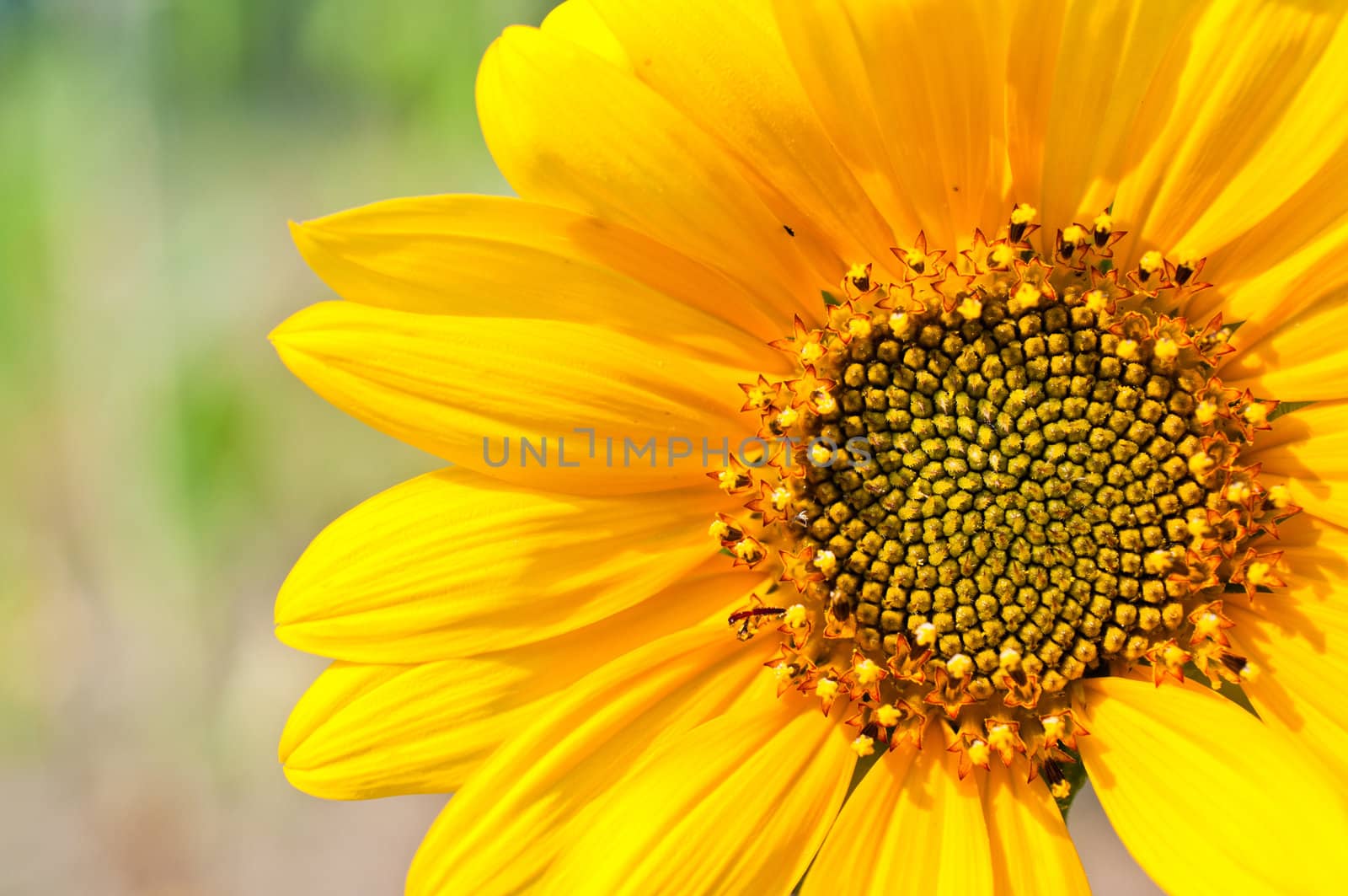 Macro of Sunflower Detail