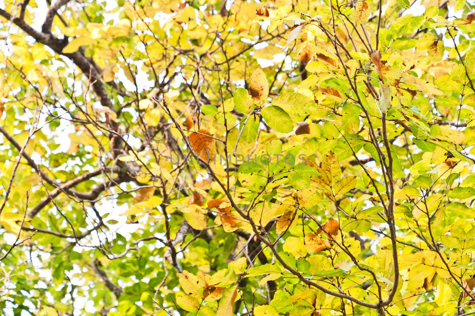 Beautiful green leaves of an American Yellow Wood make pattern background