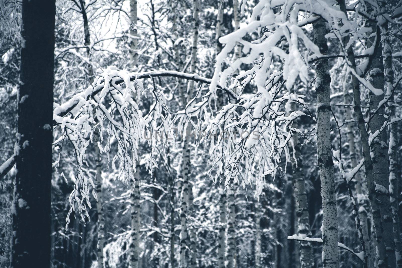 snow covered branches of trees in winter wood
