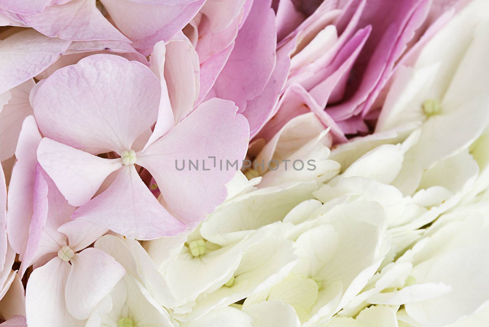 Abstract background of pretty pastel colored Hydrangeas with shallow depth of field. Some blur on lower portion of image. 