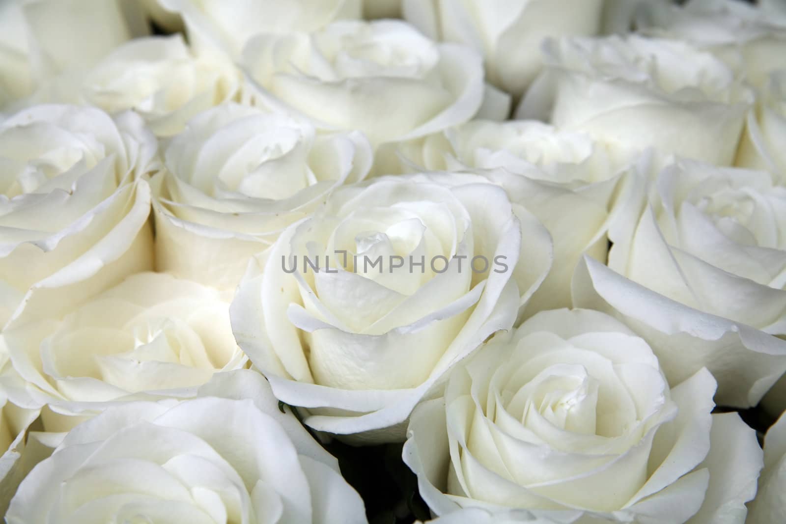 background from beautiful bouquet of roses of white-yellow color