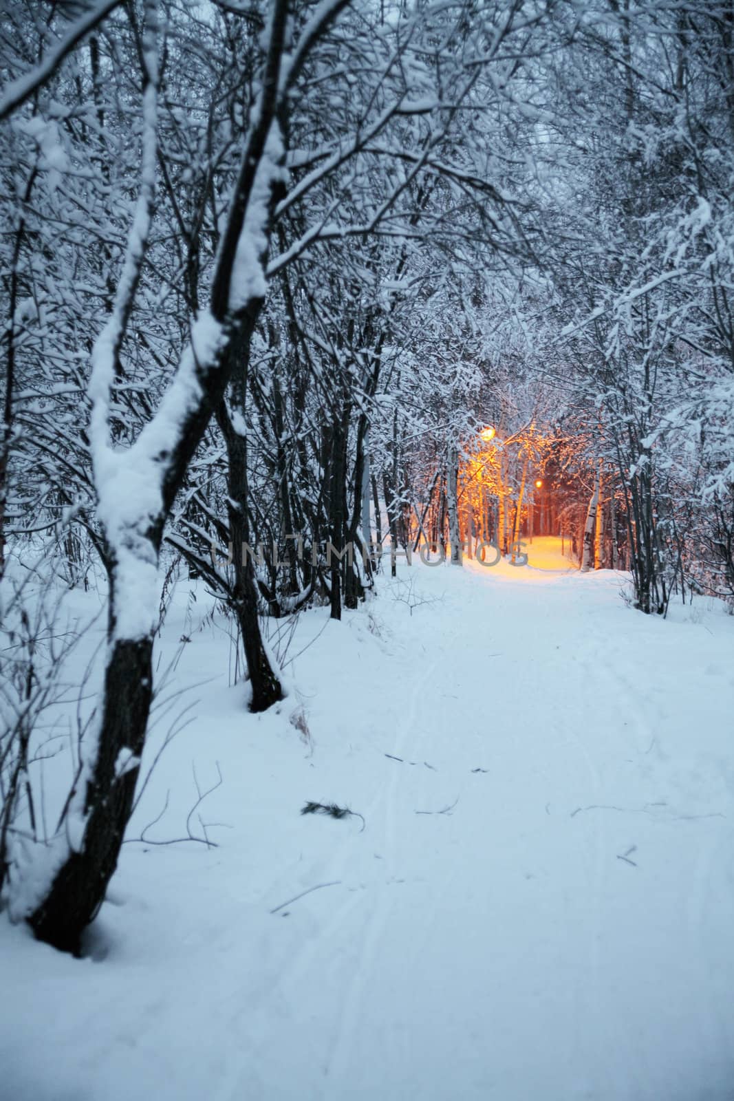 Winter park with a path and light from street lanterns in the distance