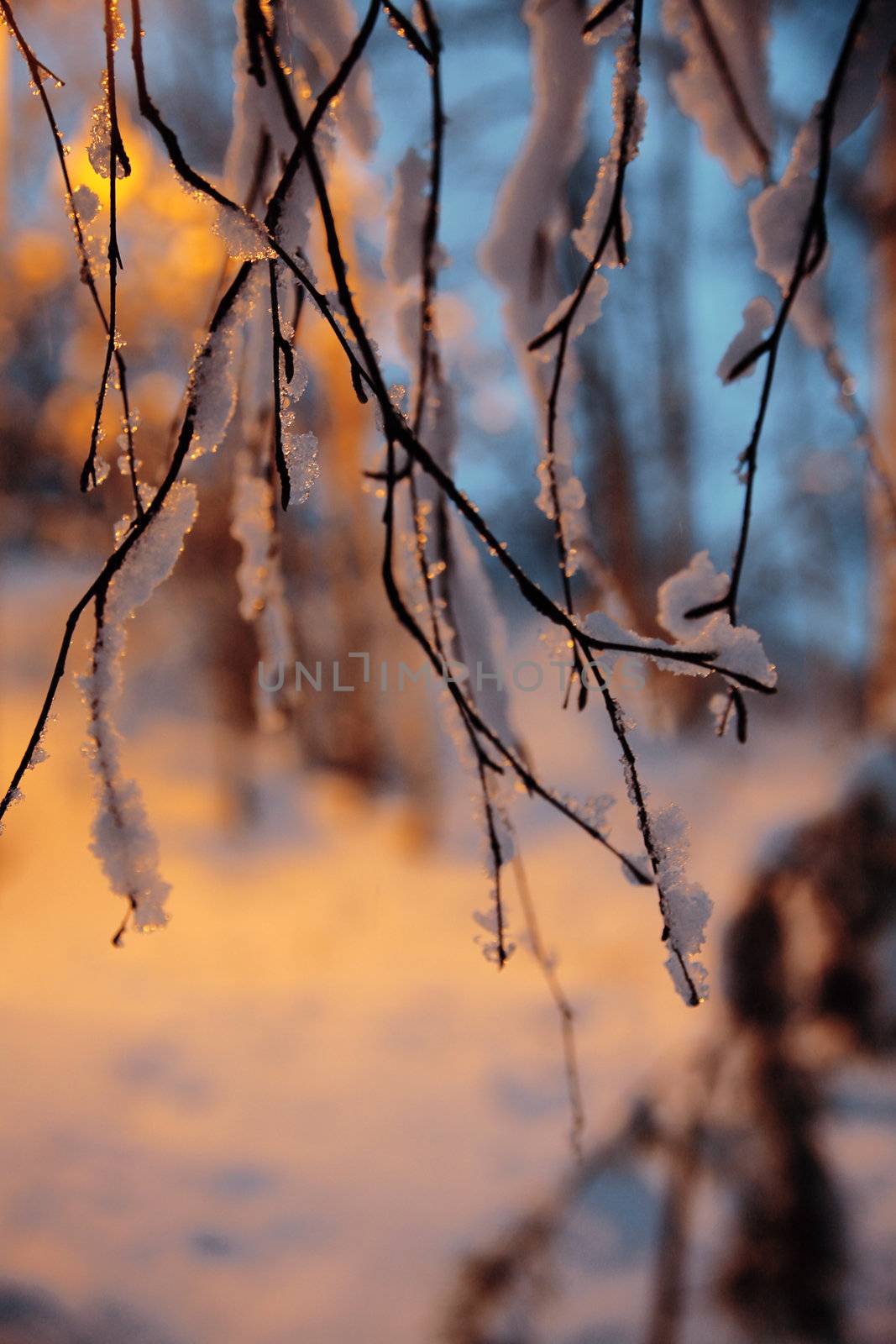 close-up of a branch covered by a snow on blurry background