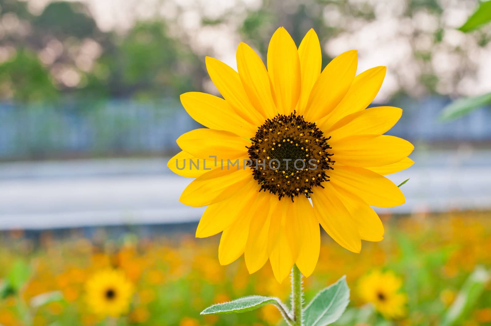 Sunflower closeup in the garden