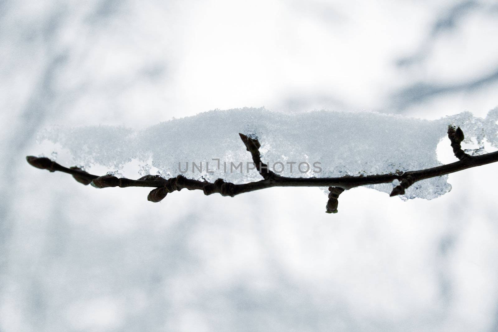 close-up of a branch covered by a snow on blurry background
