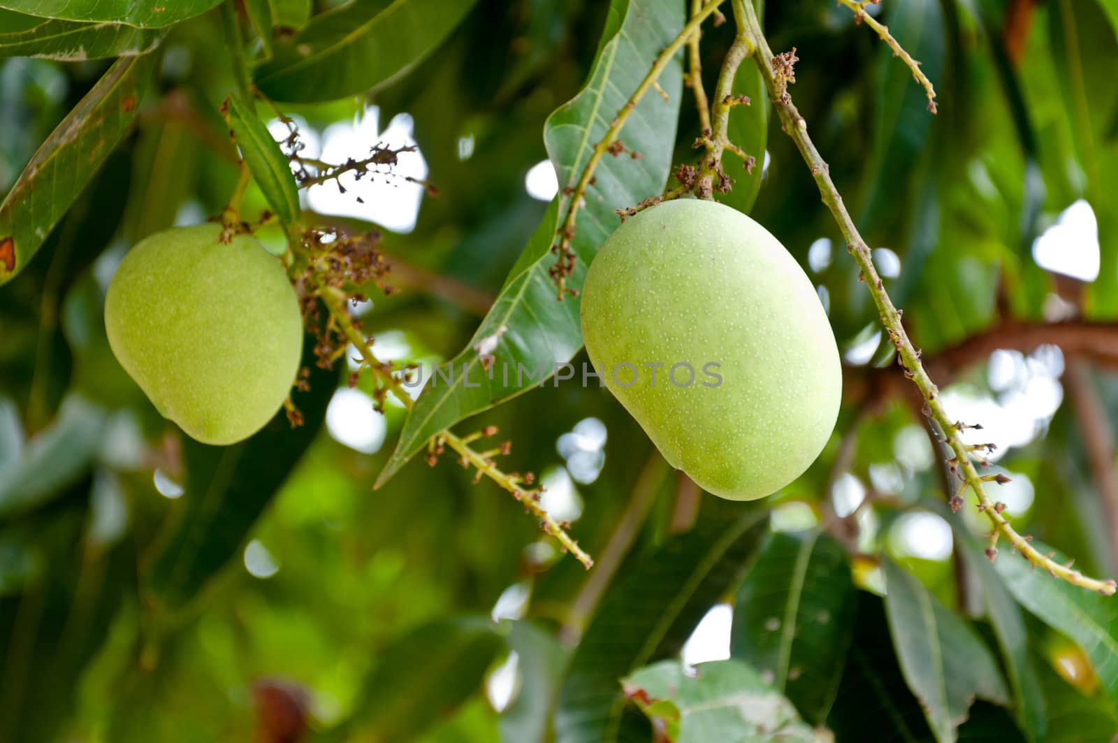 Green mango tree closeup detail