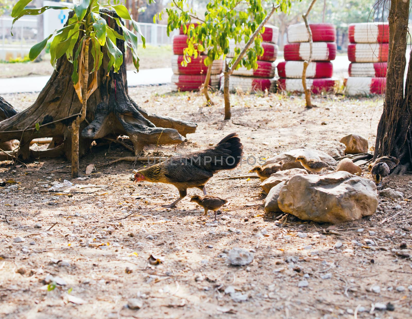 Closeup of a mother chicken with it's baby