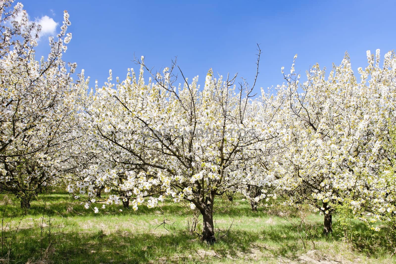 blooming orchard in spring