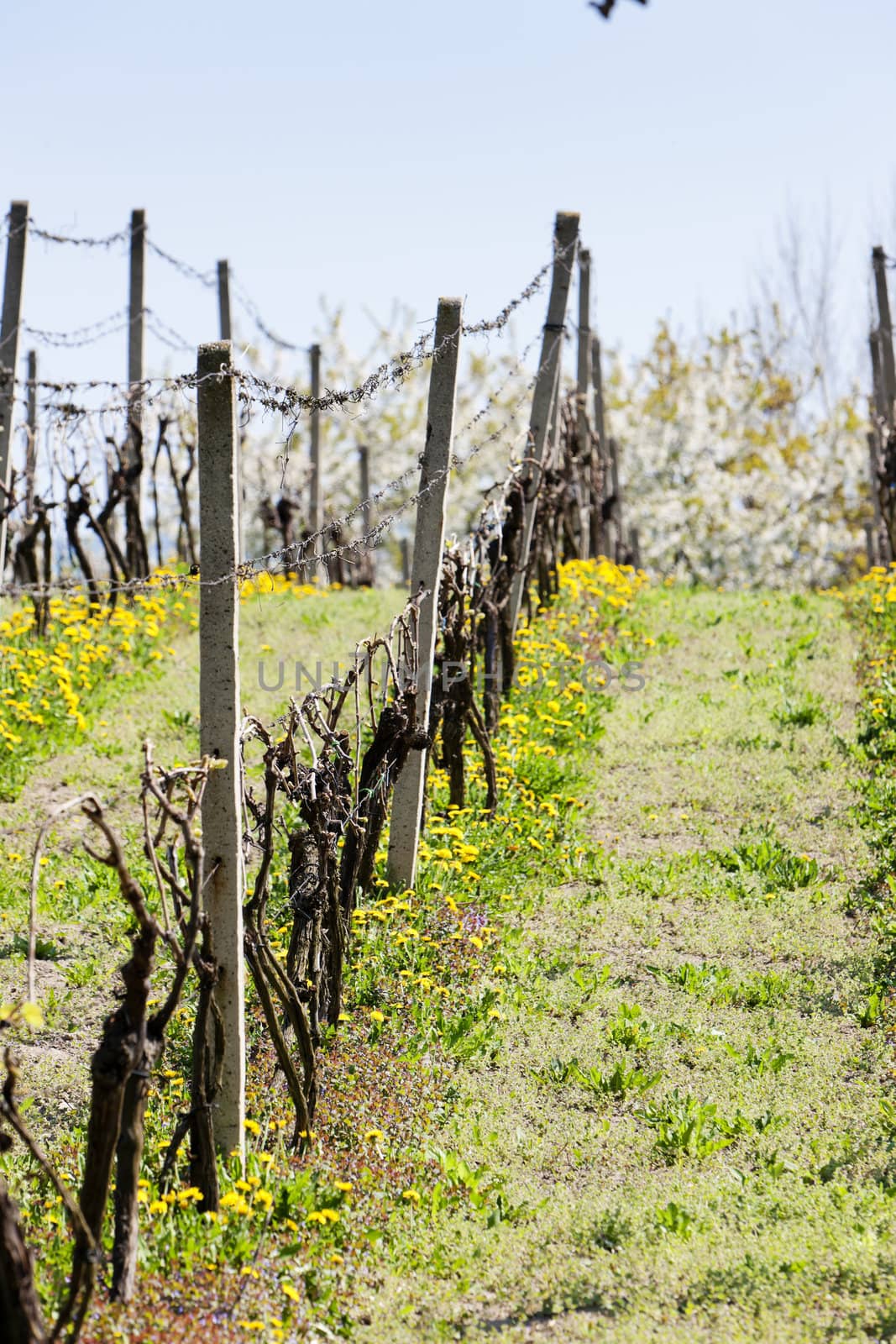 spring vineyar near Klobouky u Brna, Czech Republic