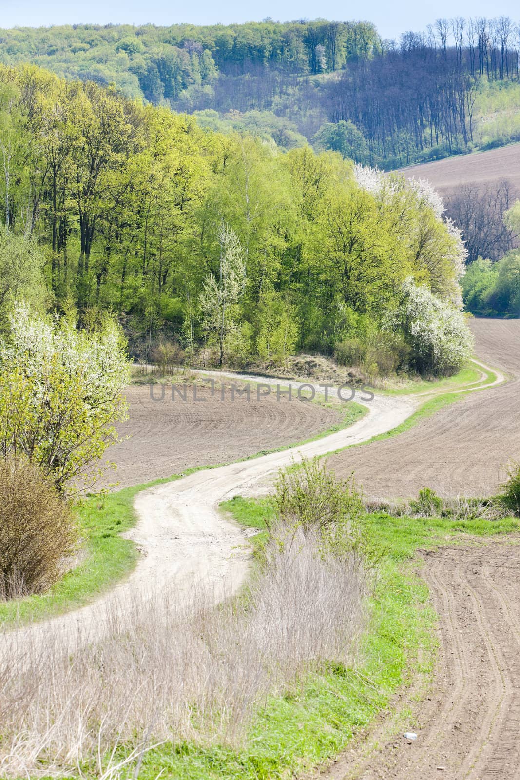 spring landscape with fields in Southern Moravia, Czech Republic