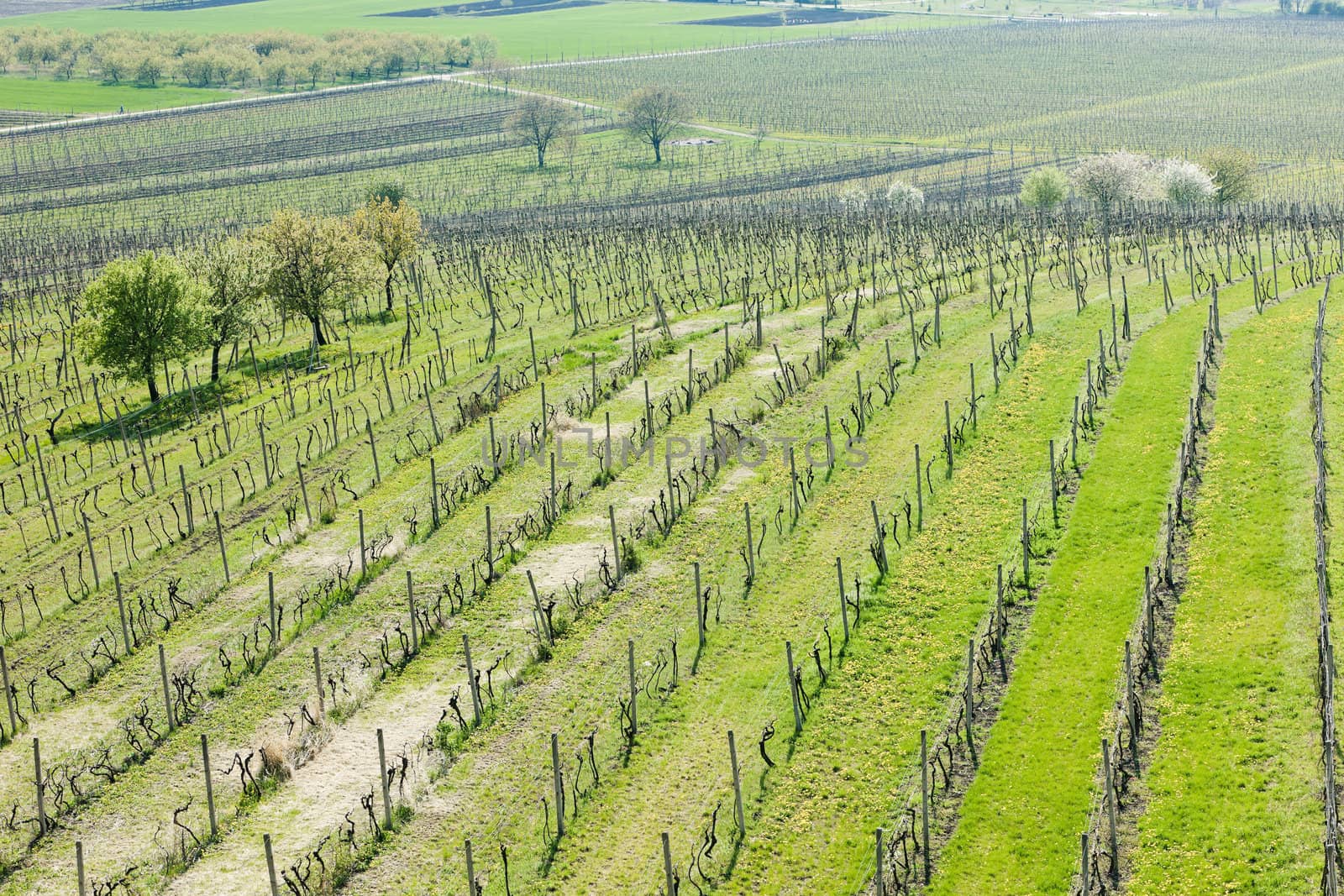 view of vineyards from lookout tower of Kravi hora near Boretice, Czech Republic
