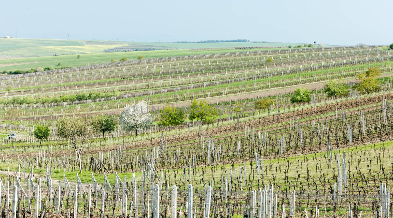 vineyard called Noviny near Cejkovice, Czech Republic