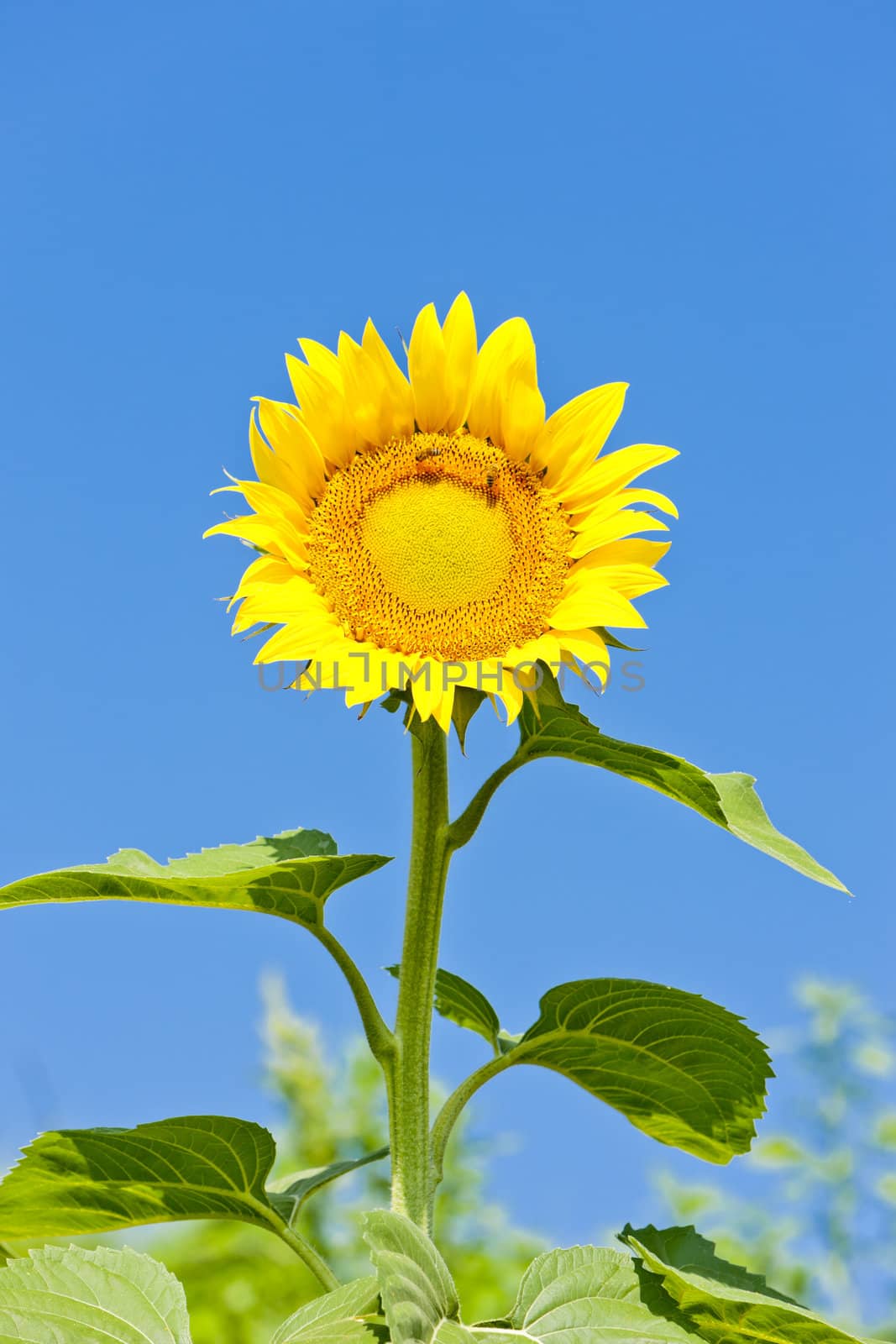 sunflower