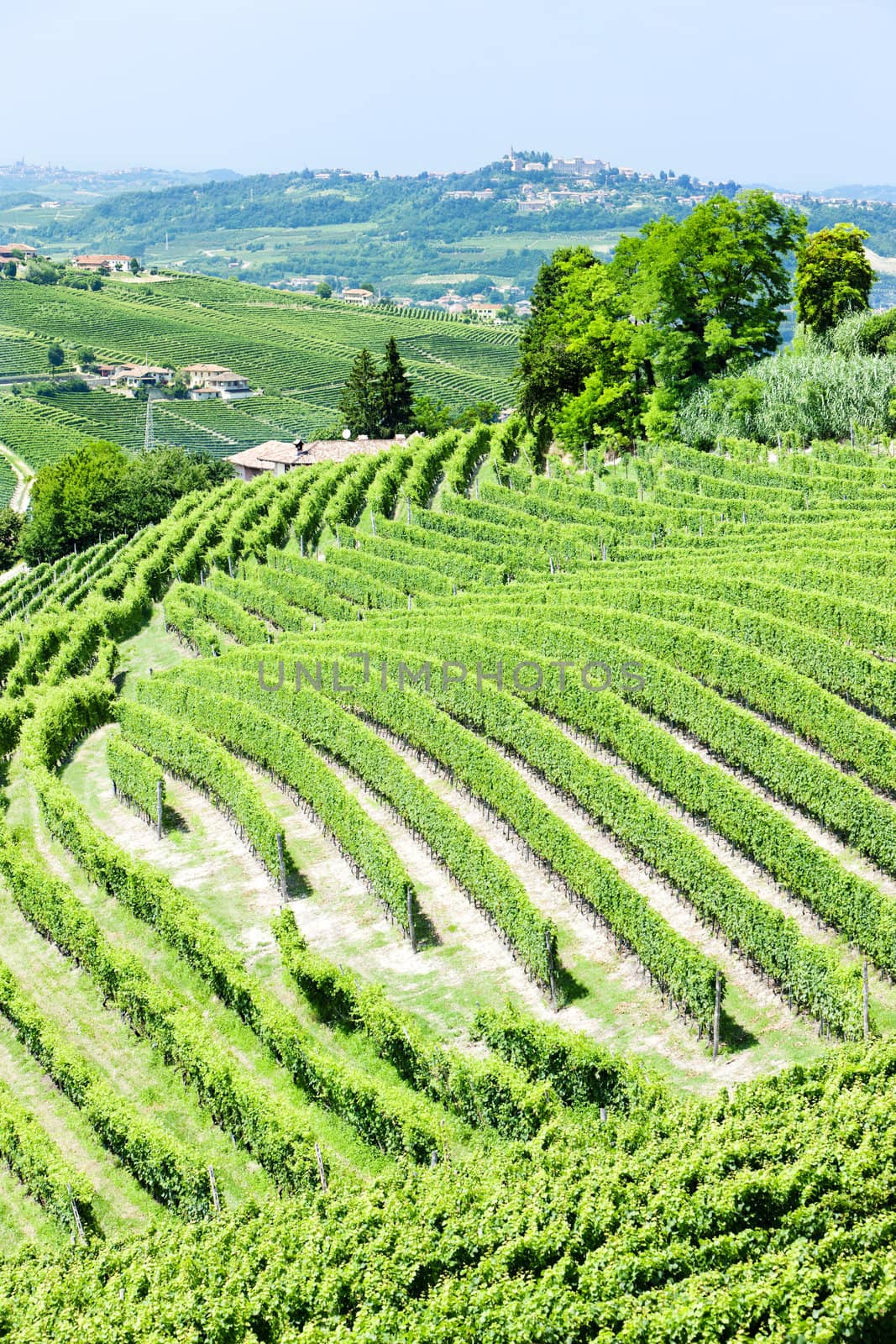 vineyars near Barbaresco, Piedmont, Italy