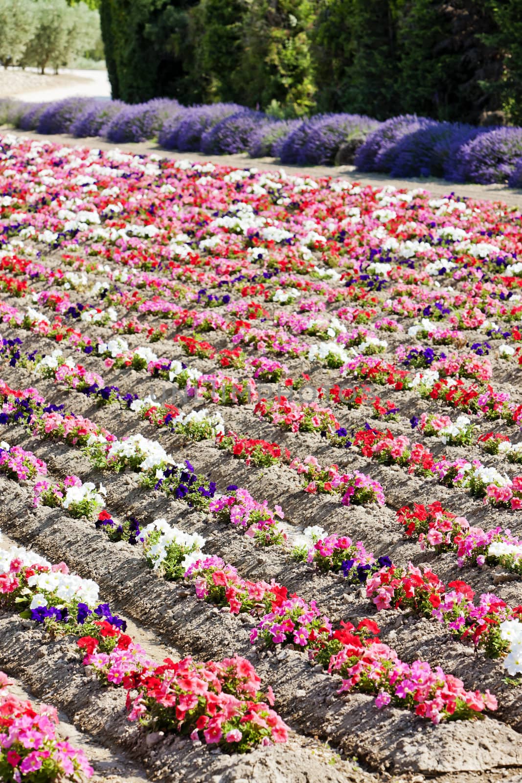 flower field, Provence, France