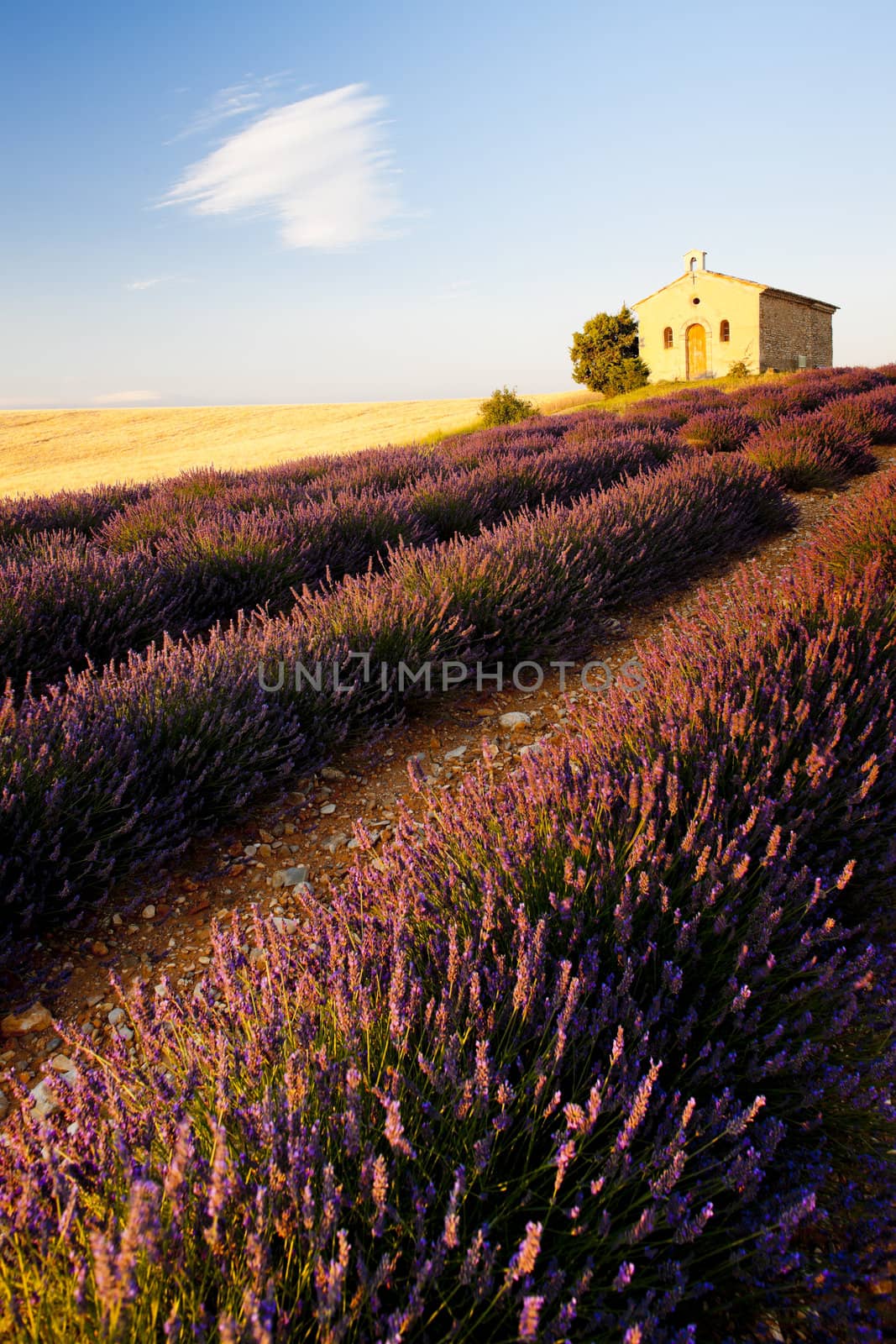 chapel with lavender field, Plateau de Valensole, Provence, France