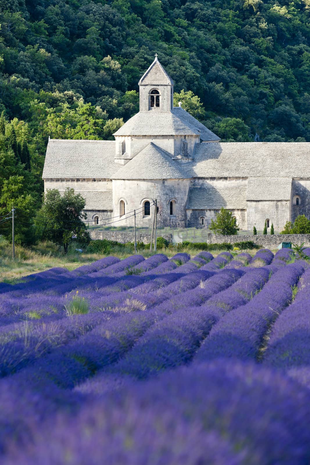 Senanque abbey with lavender field, Provence, France by phbcz