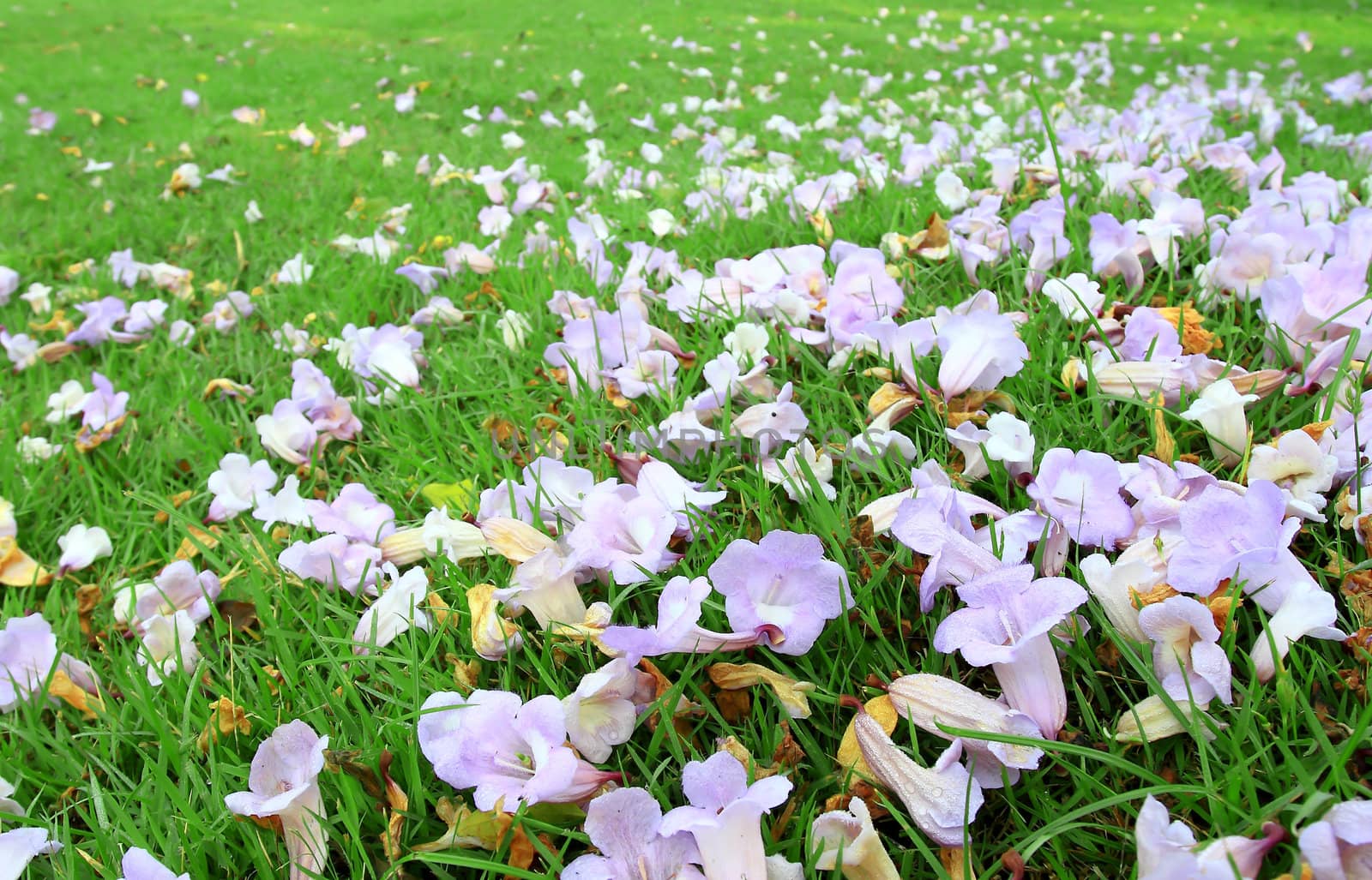 purple and white crocus field with grass in spring time 
 by rufous