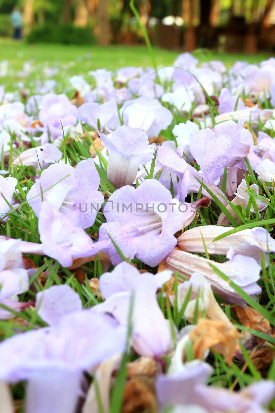 purple and white crocus field with grass in spring time
