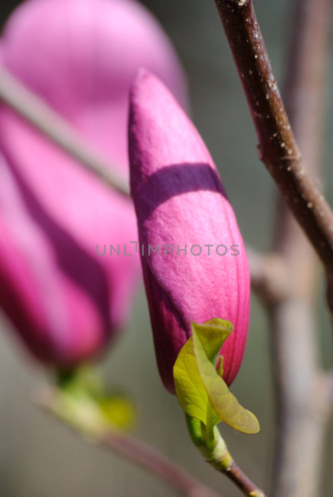 A macro shoot of a magnolia flower