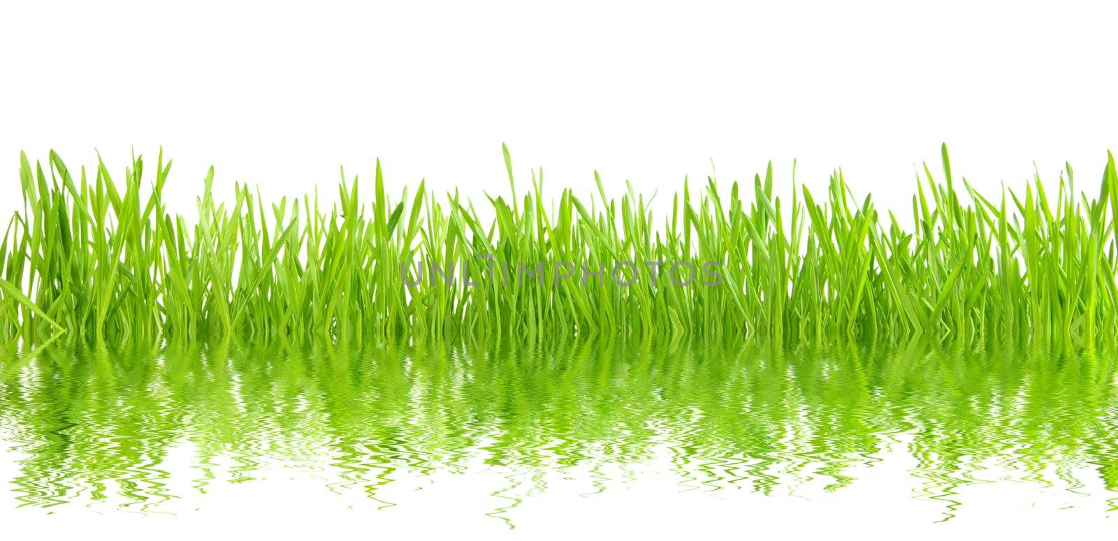 green grass by Pakhnyushchyy