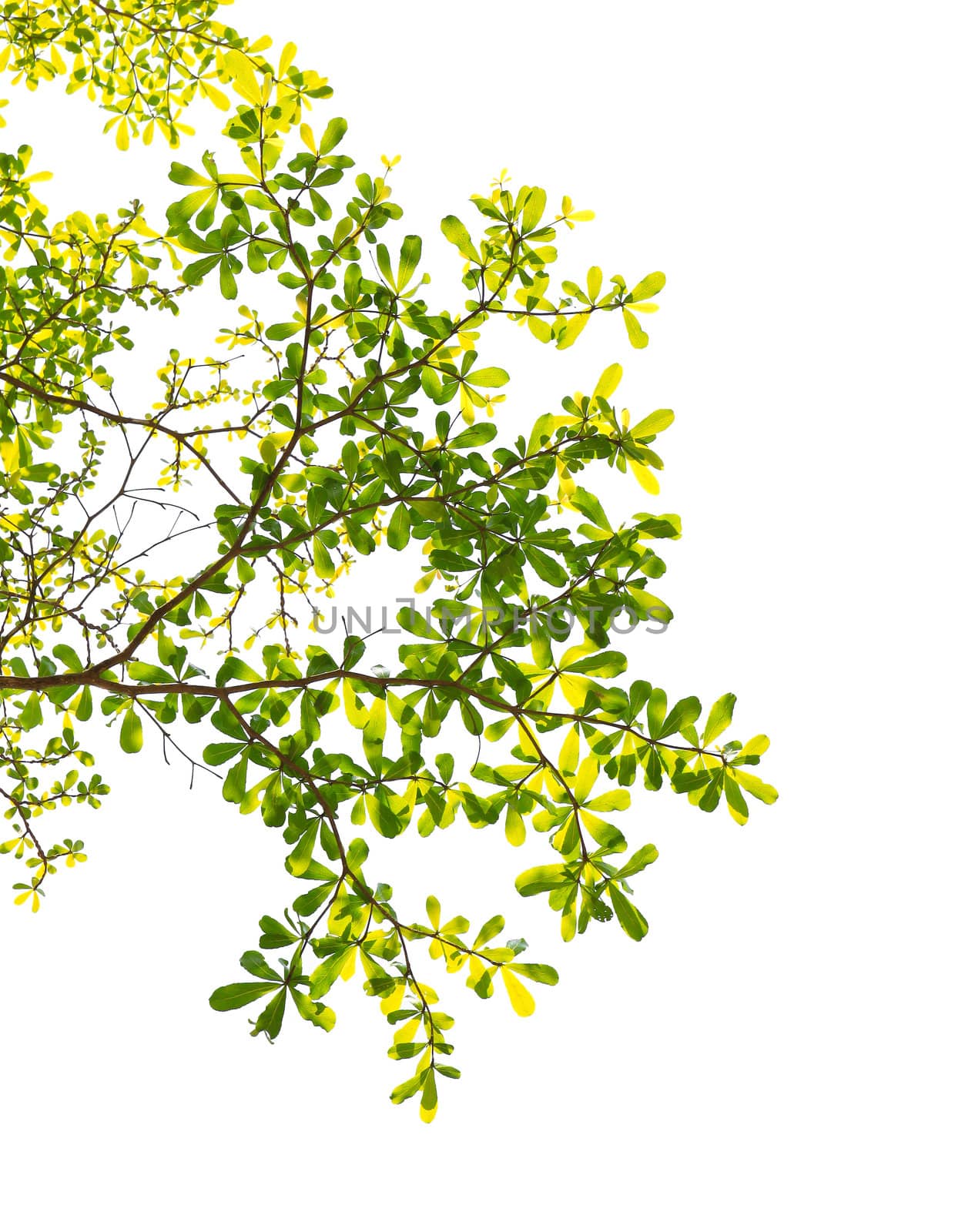 Green leaf isolated on white background  by nuchylee