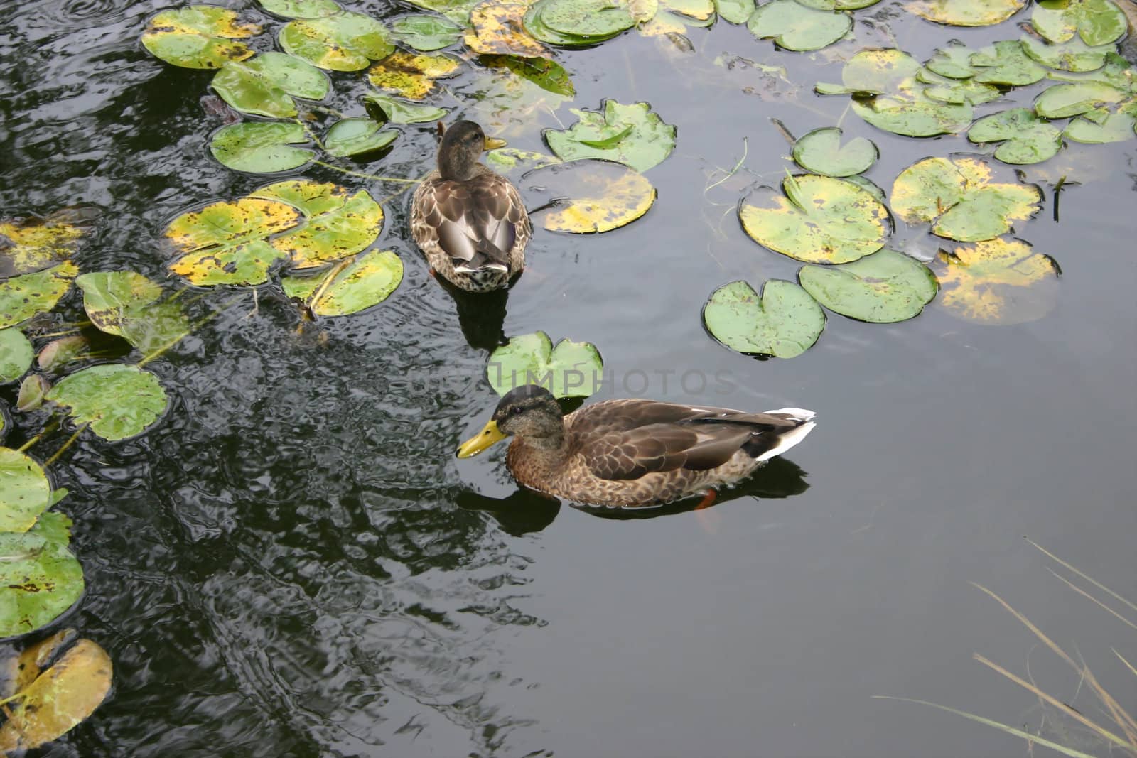 Ducks on a pond by AlexandrePavlov