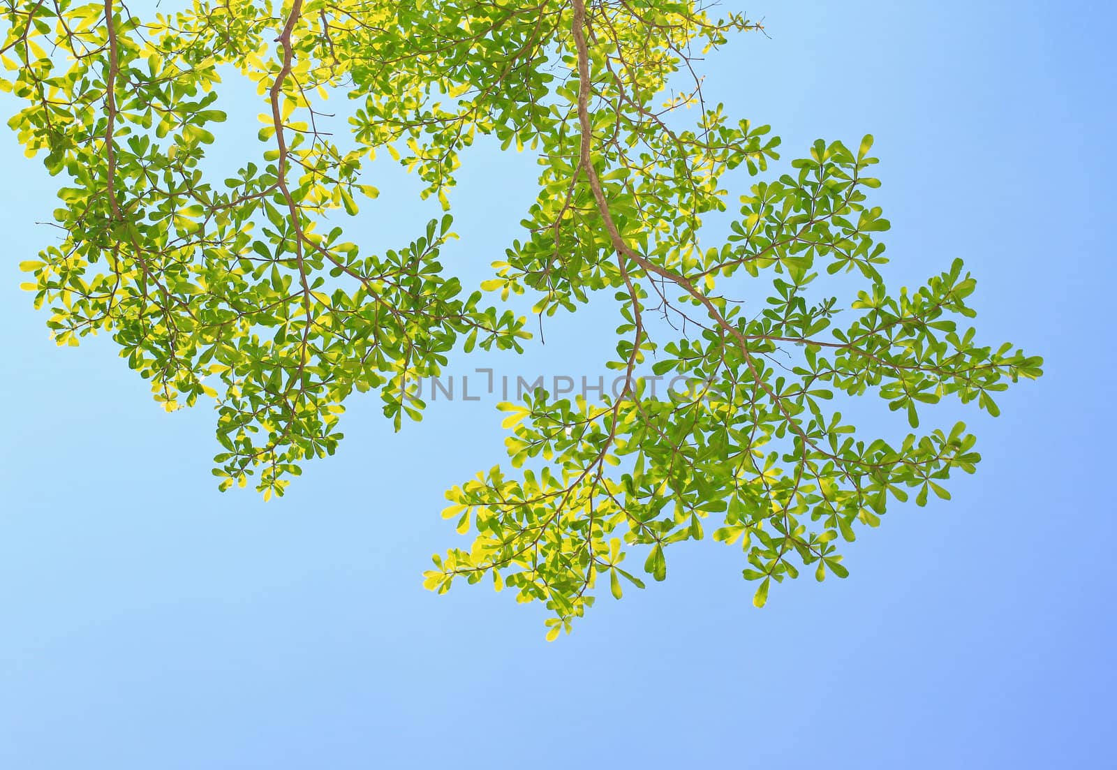 Green leaf with clear blue sky