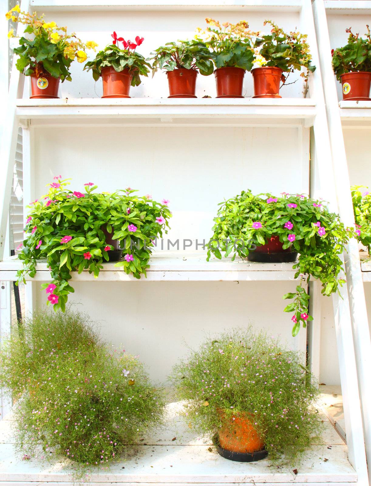 plants and flowers on white shelf