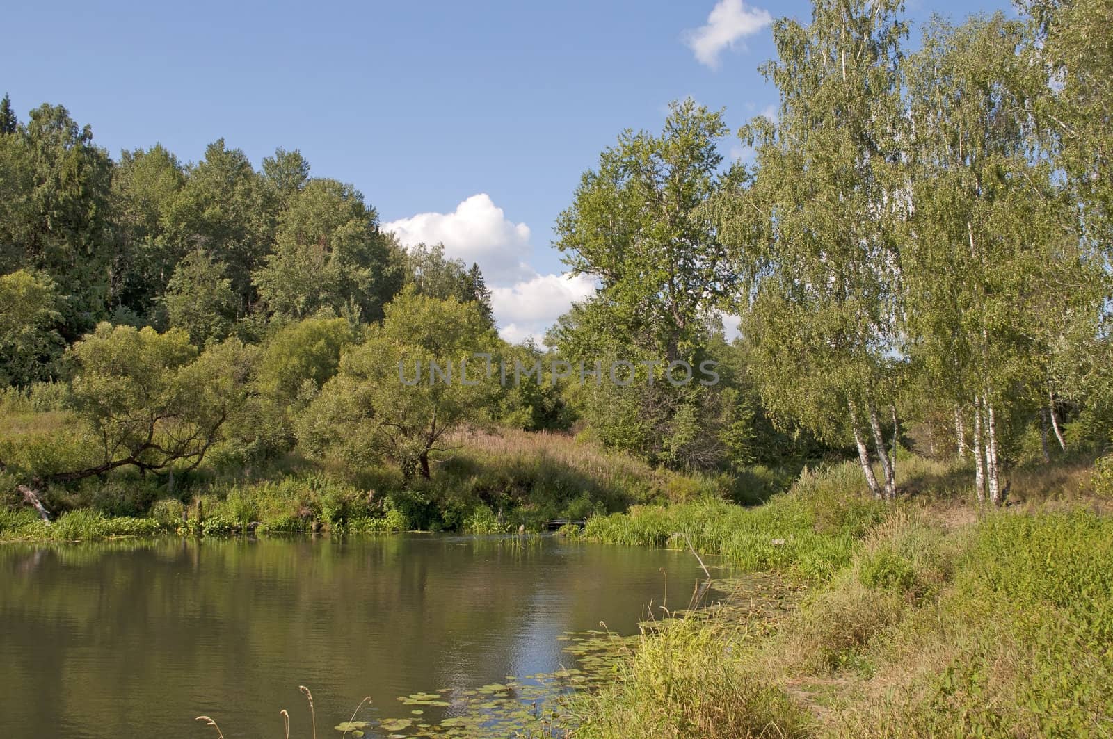 A little quiet forest stream in summer time