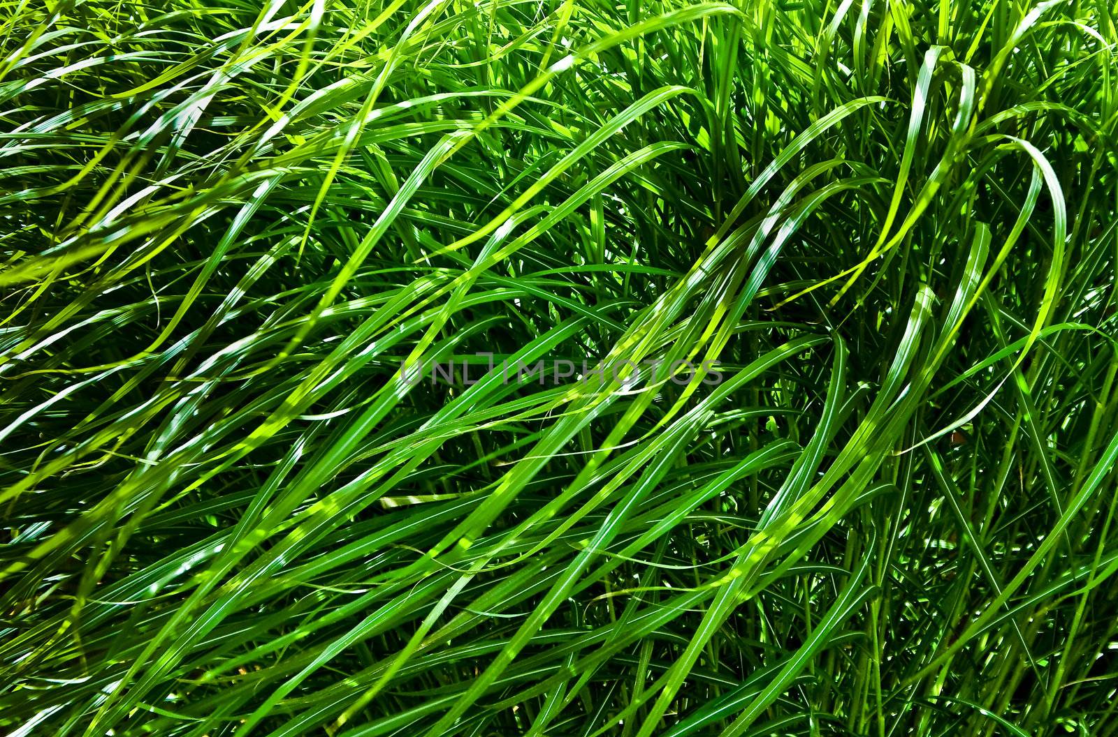 Wild green grasses are blowing in the wind.