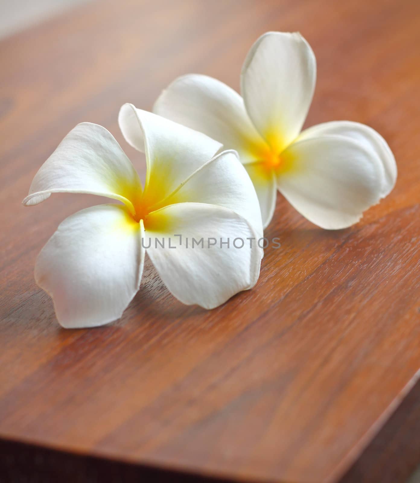 Frangipani flowers on the table  by nuchylee
