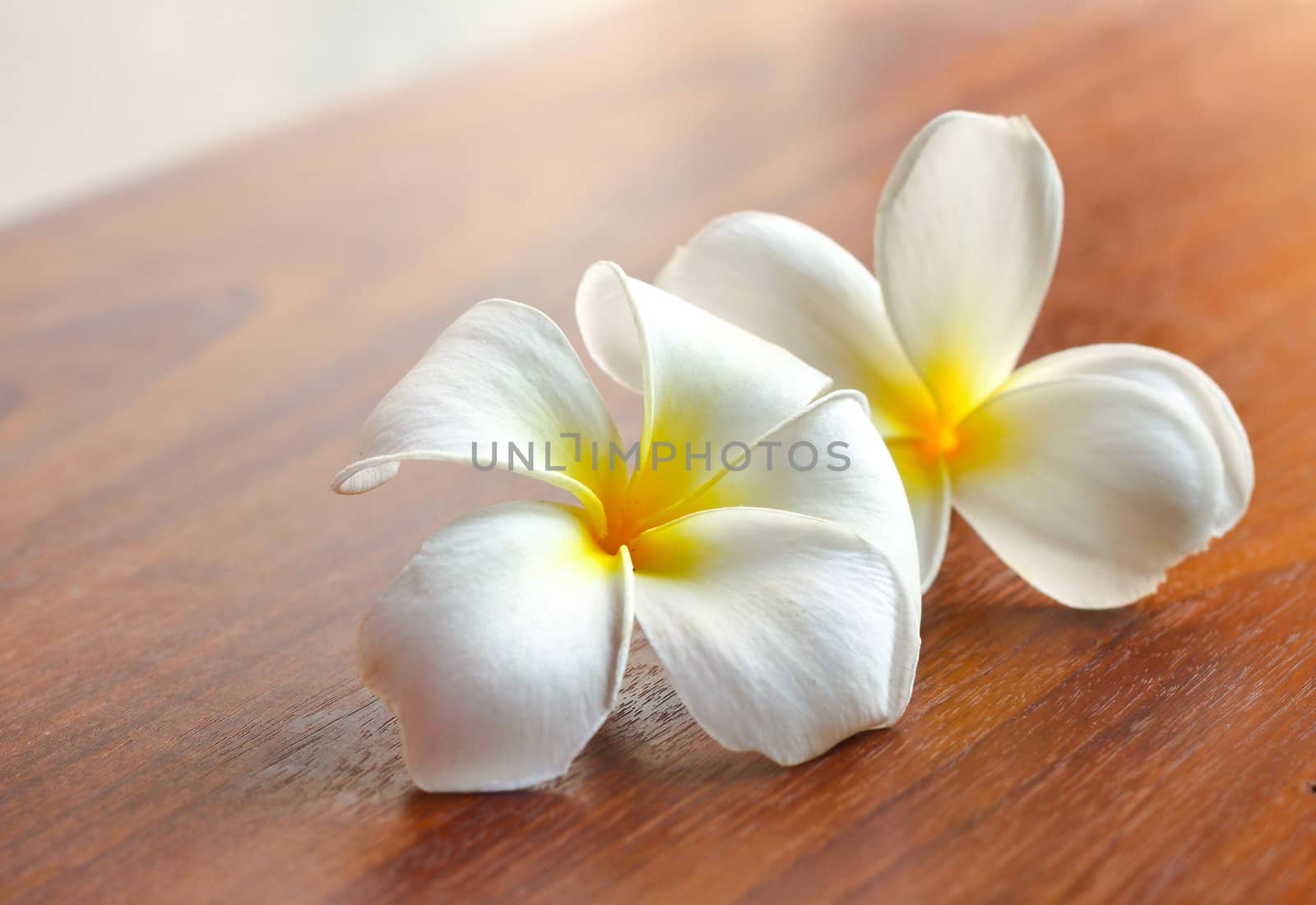 Frangipani flowers on the table  by nuchylee