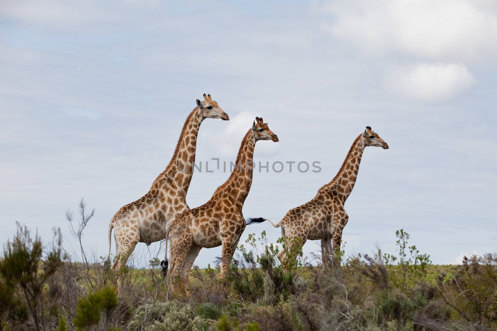 Three giraffe grazing on the horizon
