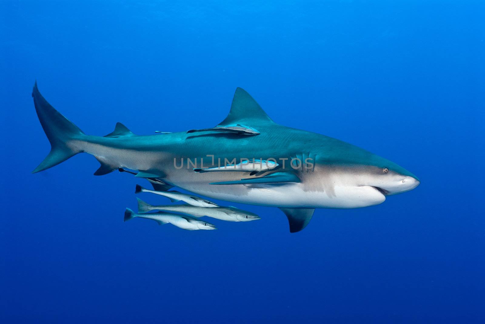 Bull shark in blue ocean water