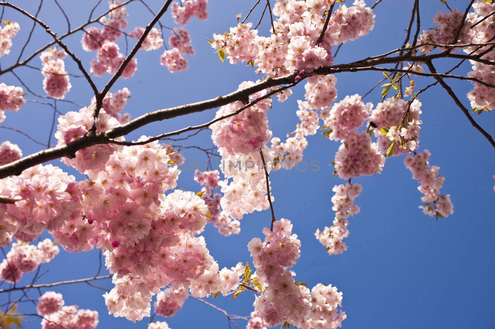Close up of cherry blossom in april