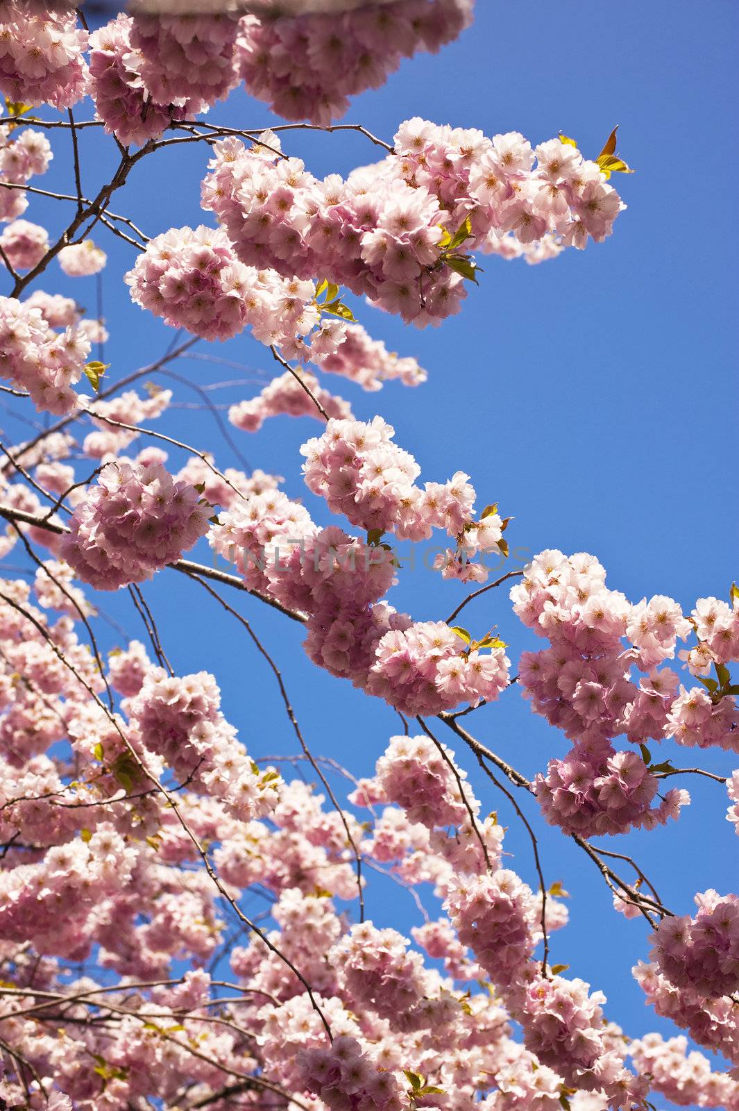 Close up of cherry blossom in april