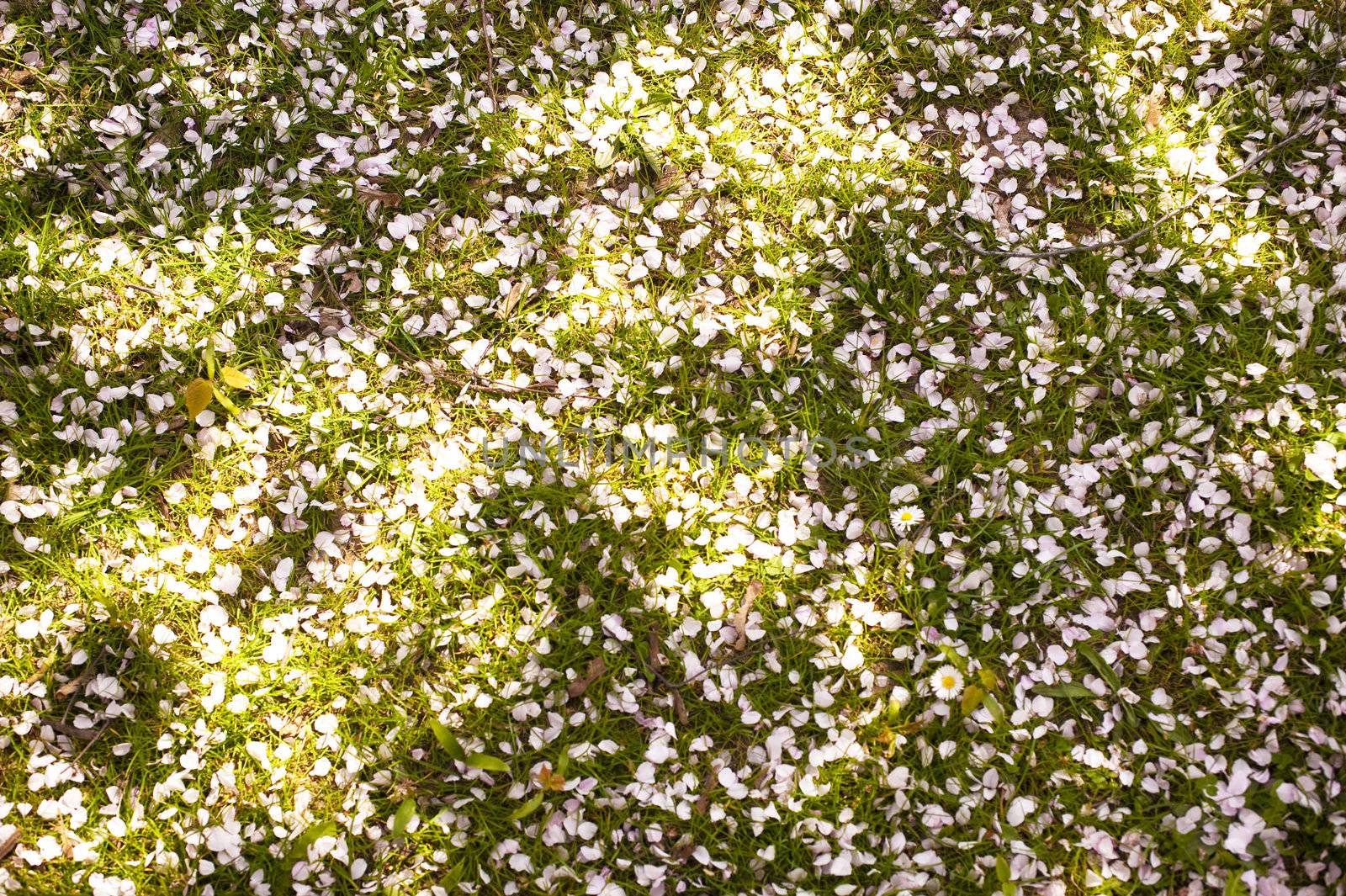 Cherry blossom