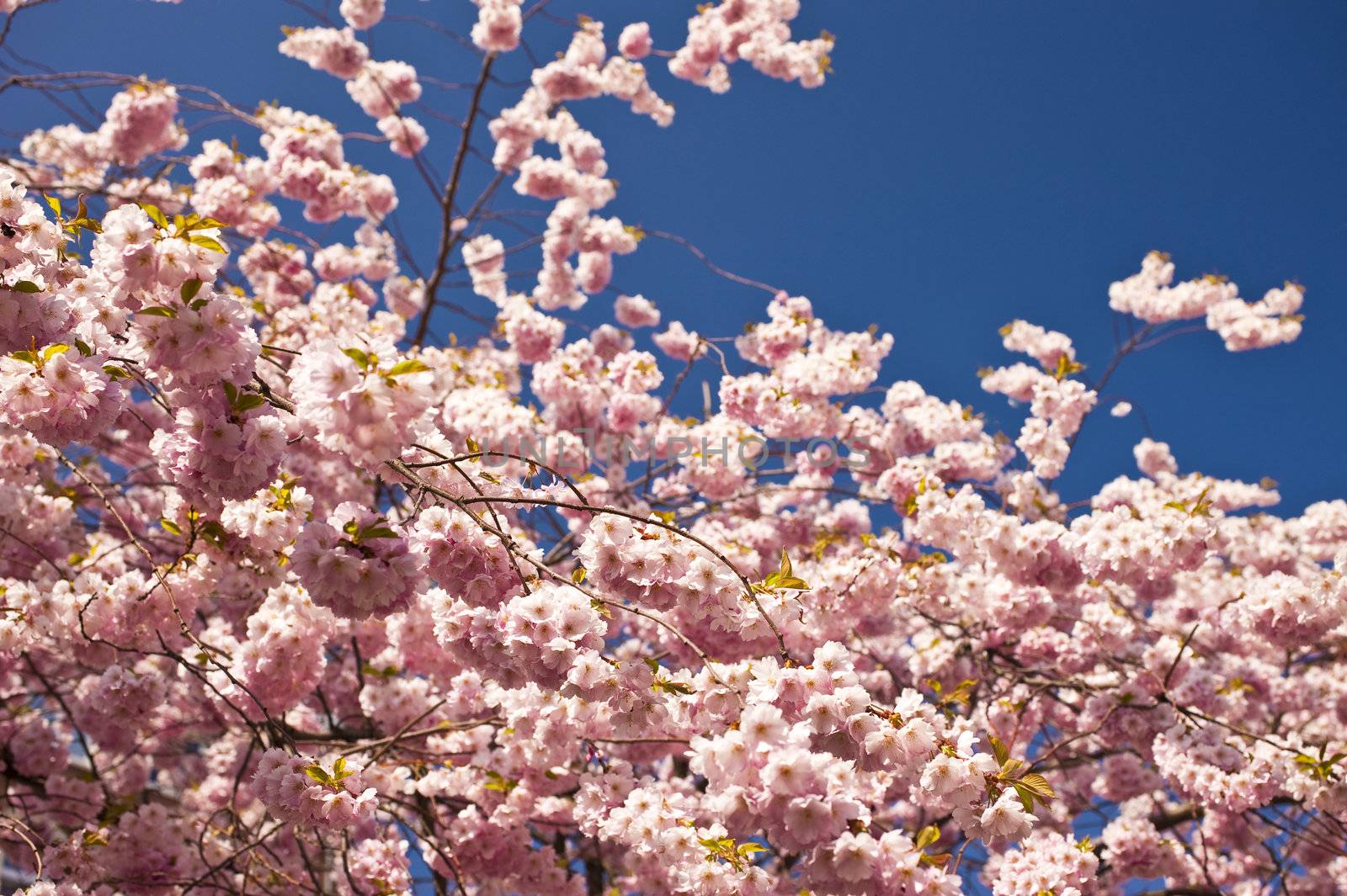 Close up of cherry blossom in april