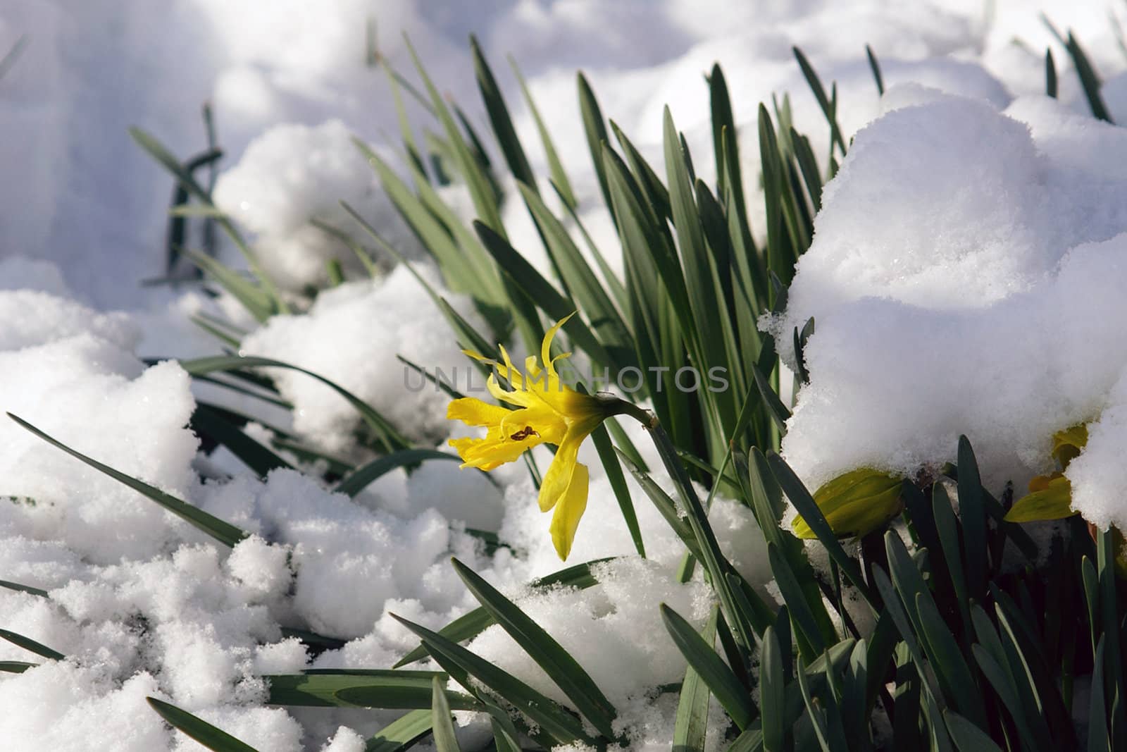 flowers in the snow