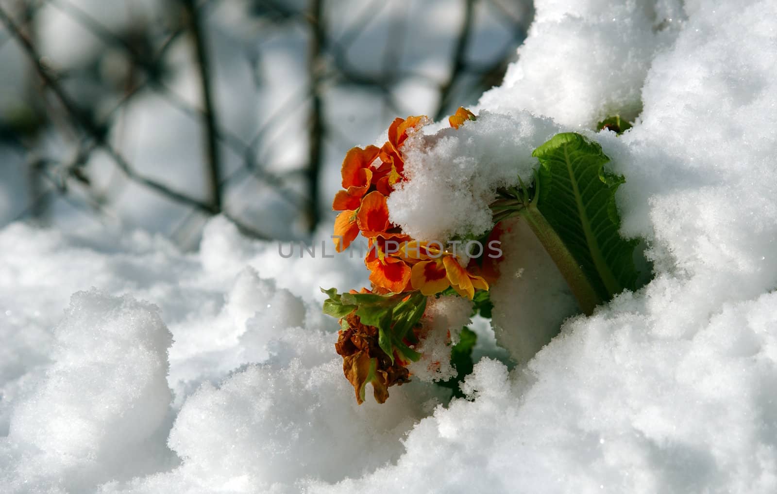 flowers in the snow