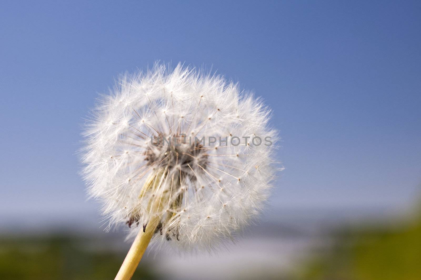 Dandelion