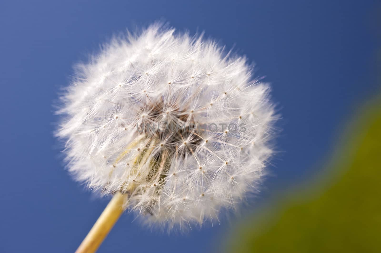 Macro photo of a blowball