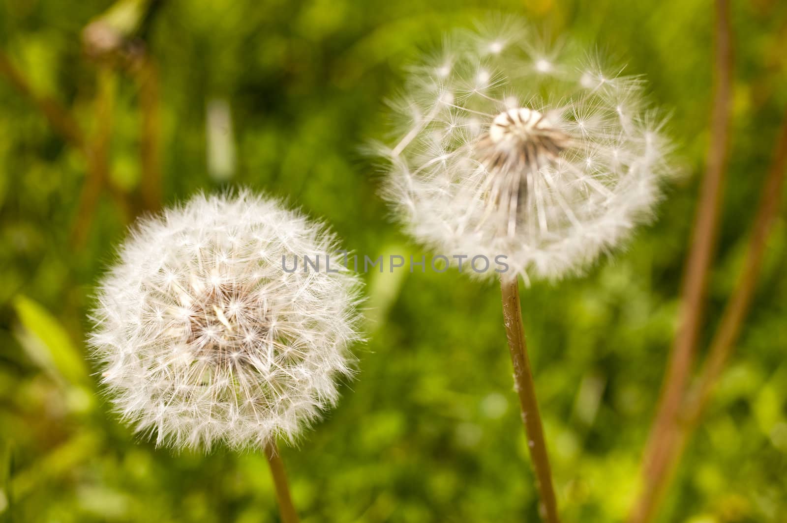 Macro photo of a blowball