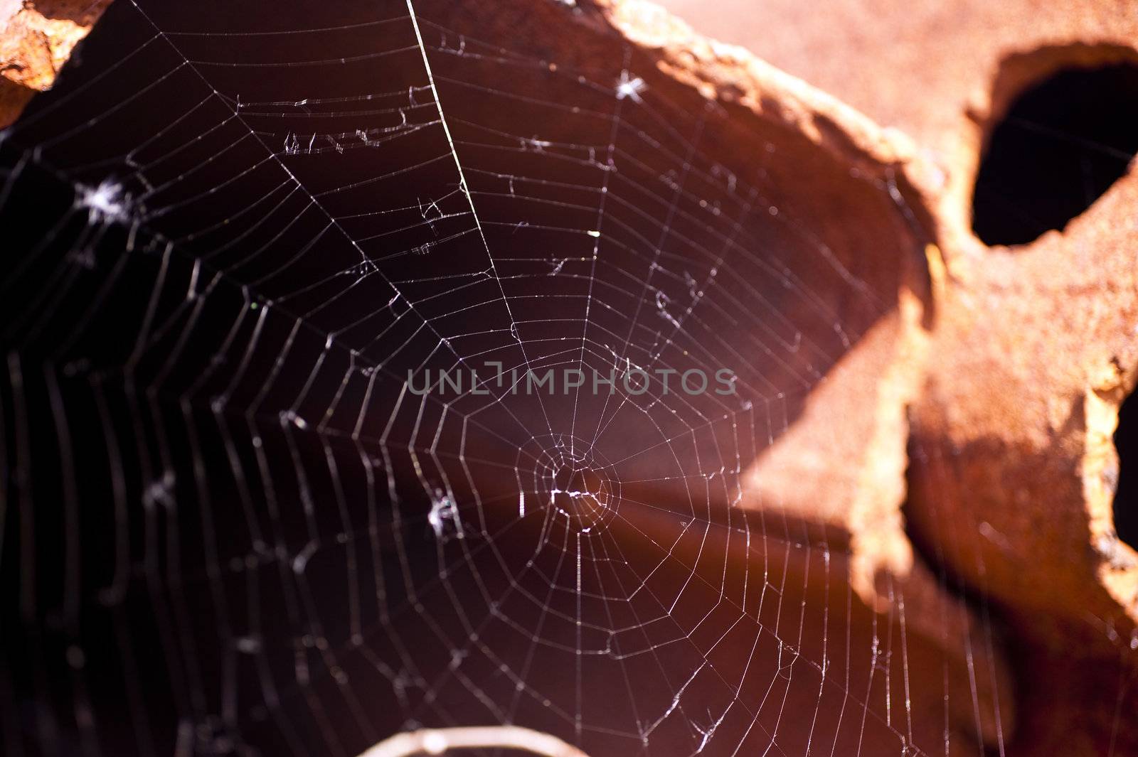 Spider Web