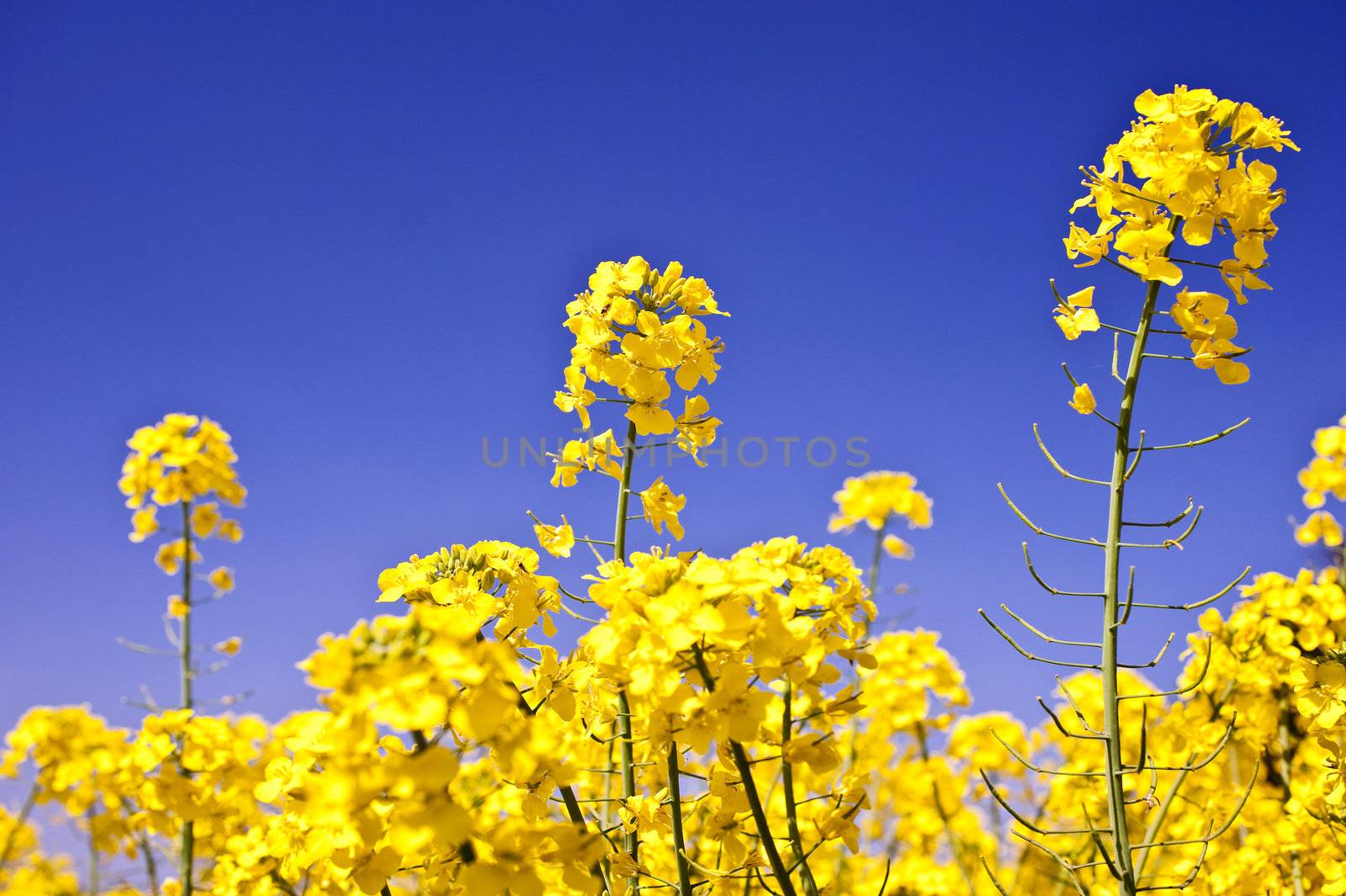 Rape field