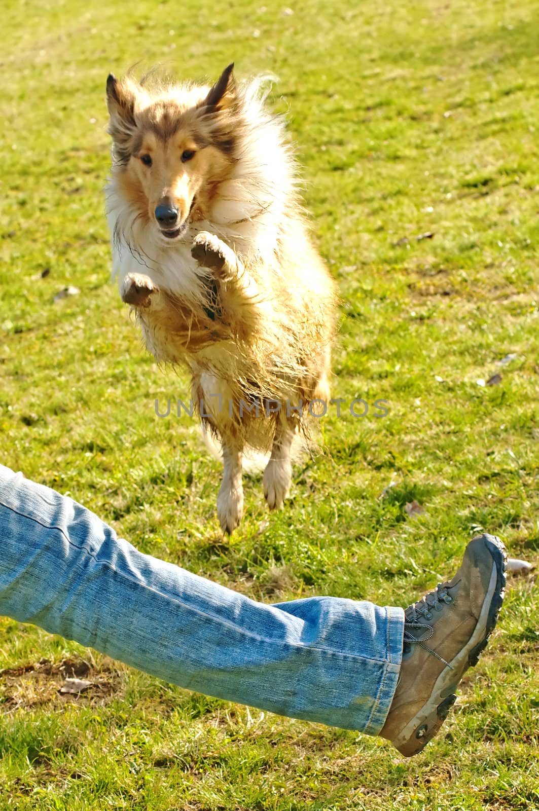 collie dog jumps over leg