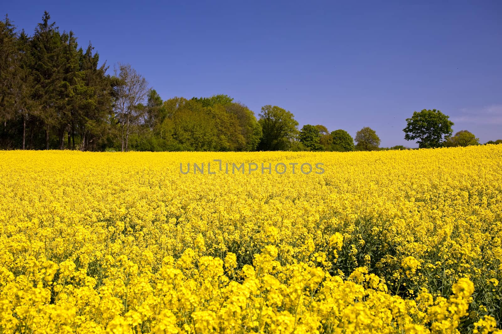 Rape field in Schleswig-Holstein, Germany