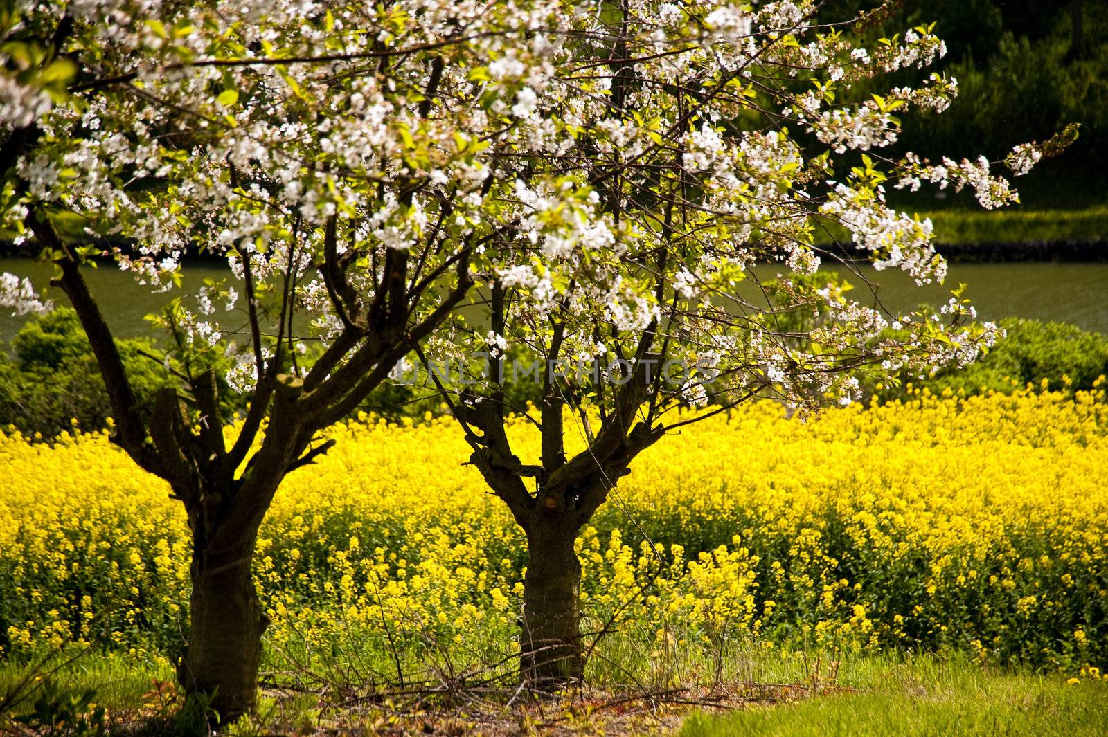 Chreey blossom in schleswig-Holstein, Germany